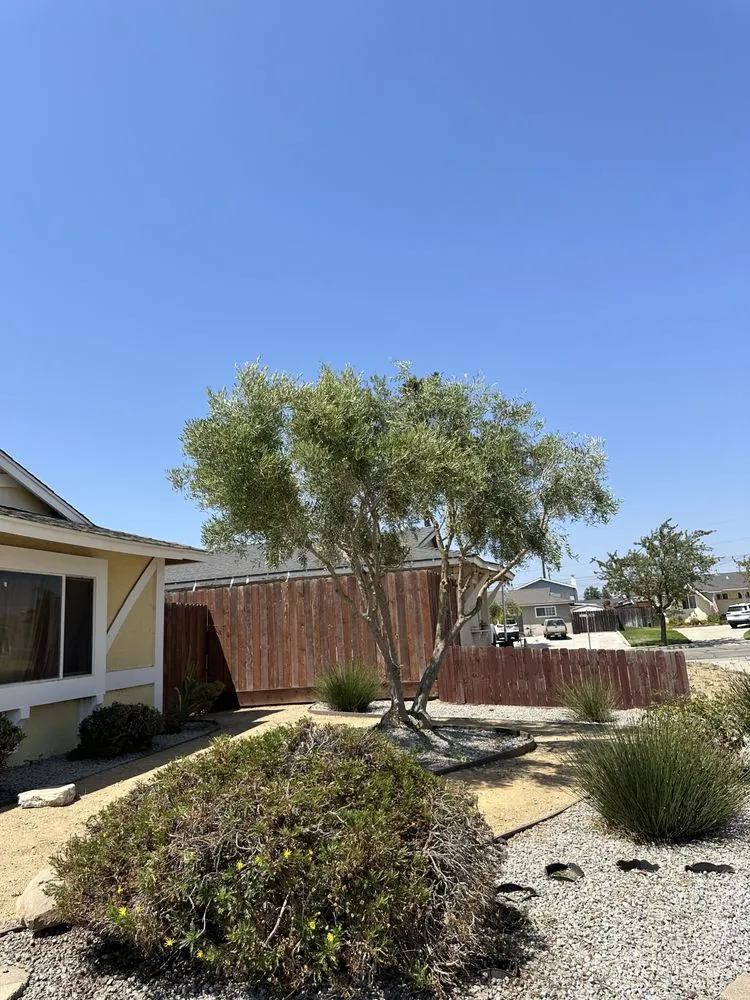 Professional lawn care service experts serving Santa Maria, CA - Tactical Tree Cuts