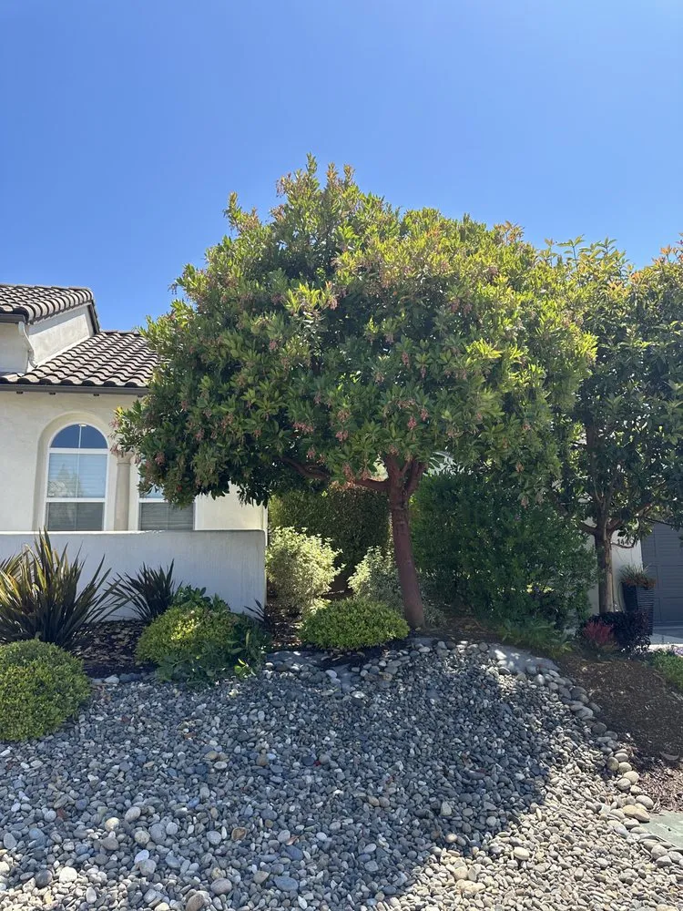 Top-rated yard maintenance in Santa Maria, CA - Tactical Tree Cuts