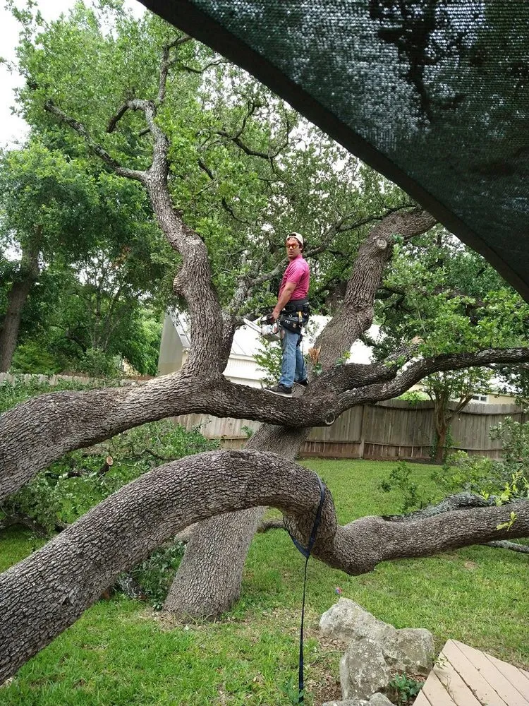 Professional landscaping services in San Antonio, TX by Tactical Tree Service