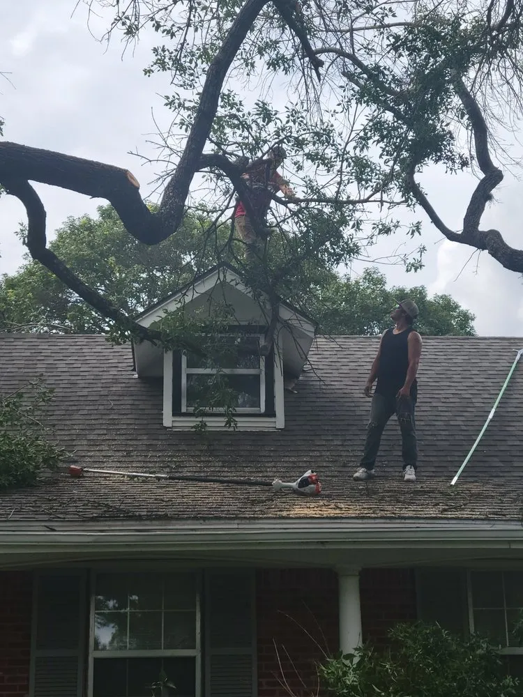 Professional landscape installation in San Antonio, TX by Tactical Tree Service