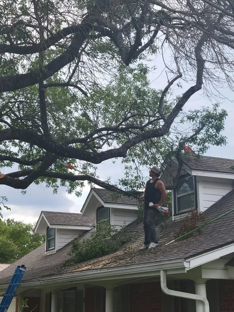 Local landscape design for year-round maintenance in San Antonio, TX by Tactical Tree Service