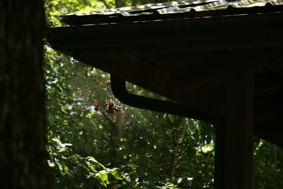 Expert yard cleanup service in Bolivar, TN by Taddy Lawn Care