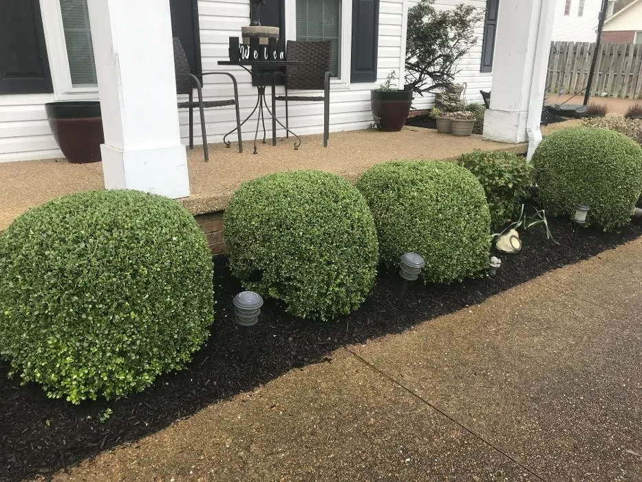 Top-rated yard maintenance in Bolivar, TN - Taddy Lawn Care