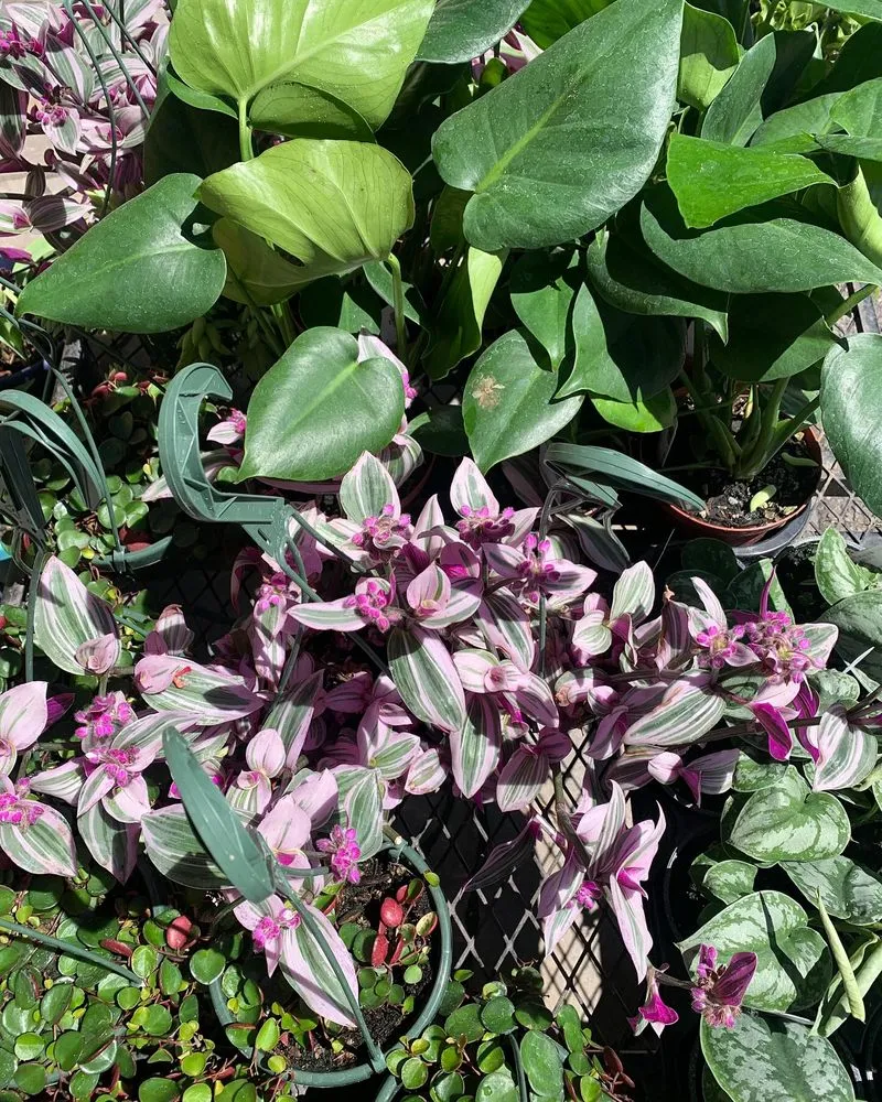 Reliable yard cleanup service in South Lake Tahoe, CA - Tahoe Outdoor Living