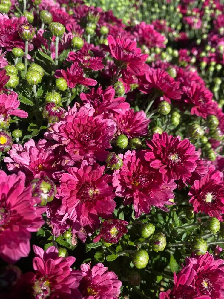 Top-rated landscape installation with custom design across South Lake Tahoe, CA - Tahoe Outdoor Living