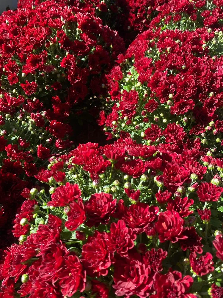 Affordable landscaping services with custom design across South Lake Tahoe, CA - Tahoe Outdoor Living