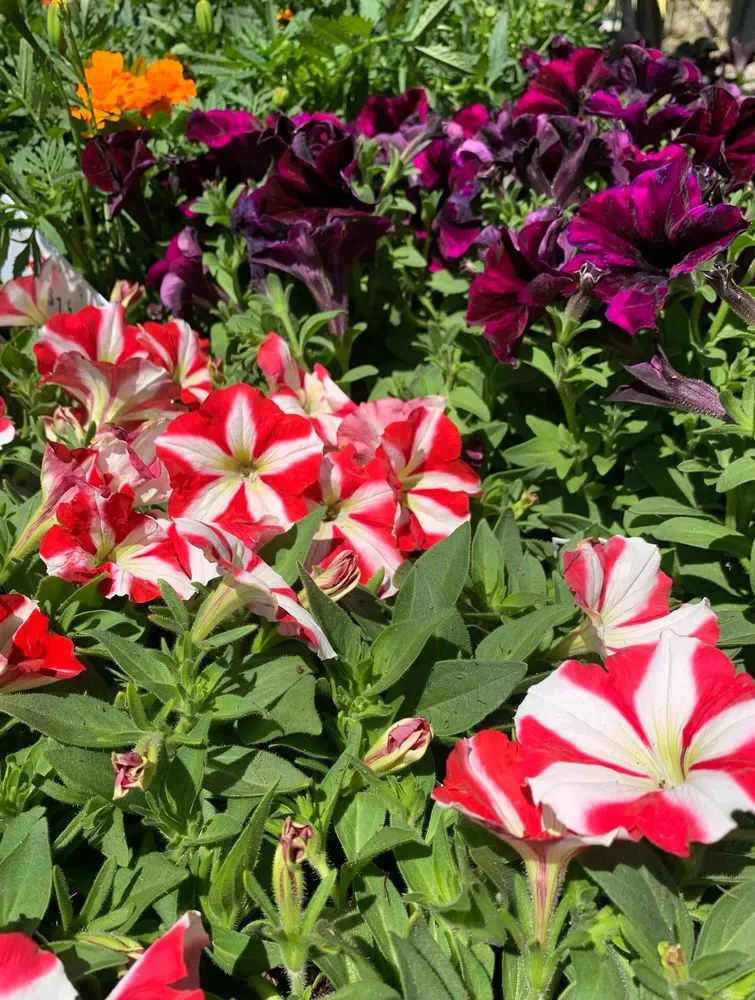 Professional yard maintenance for homes in South Lake Tahoe, CA by Tahoe Outdoor Living