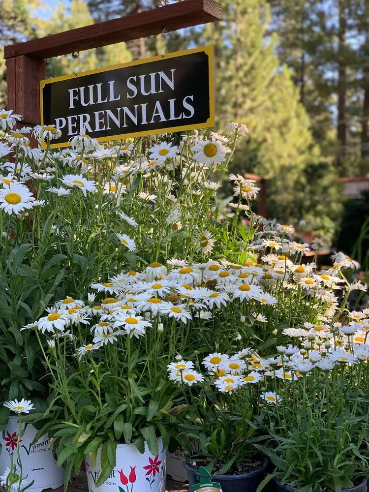 Top-rated yard maintenance for residential properties in South Lake Tahoe, CA by Tahoe Outdoor Living