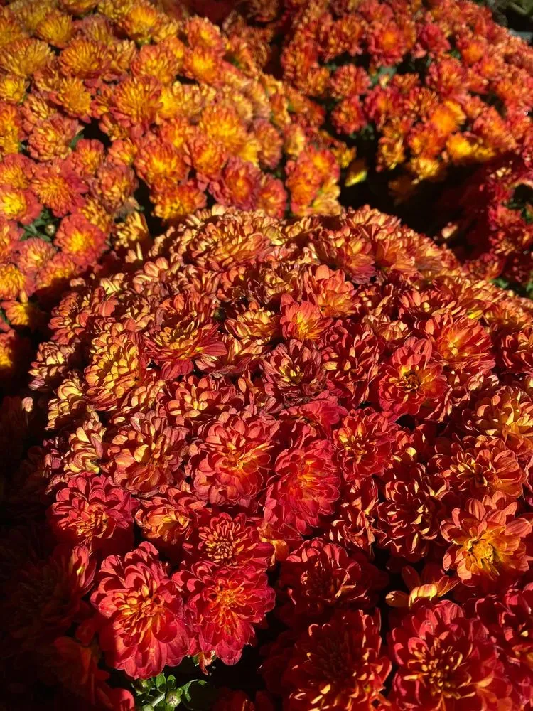 Affordable lawn care service in South Lake Tahoe, CA - Tahoe Outdoor Living