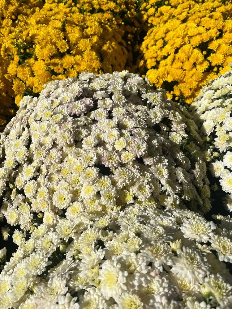 Top-rated landscape installation in South Lake Tahoe, CA - Tahoe Outdoor Living