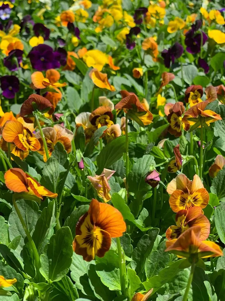 Custom yard cleanup service for beautiful yards across South Lake Tahoe, CA - Tahoe Outdoor Living