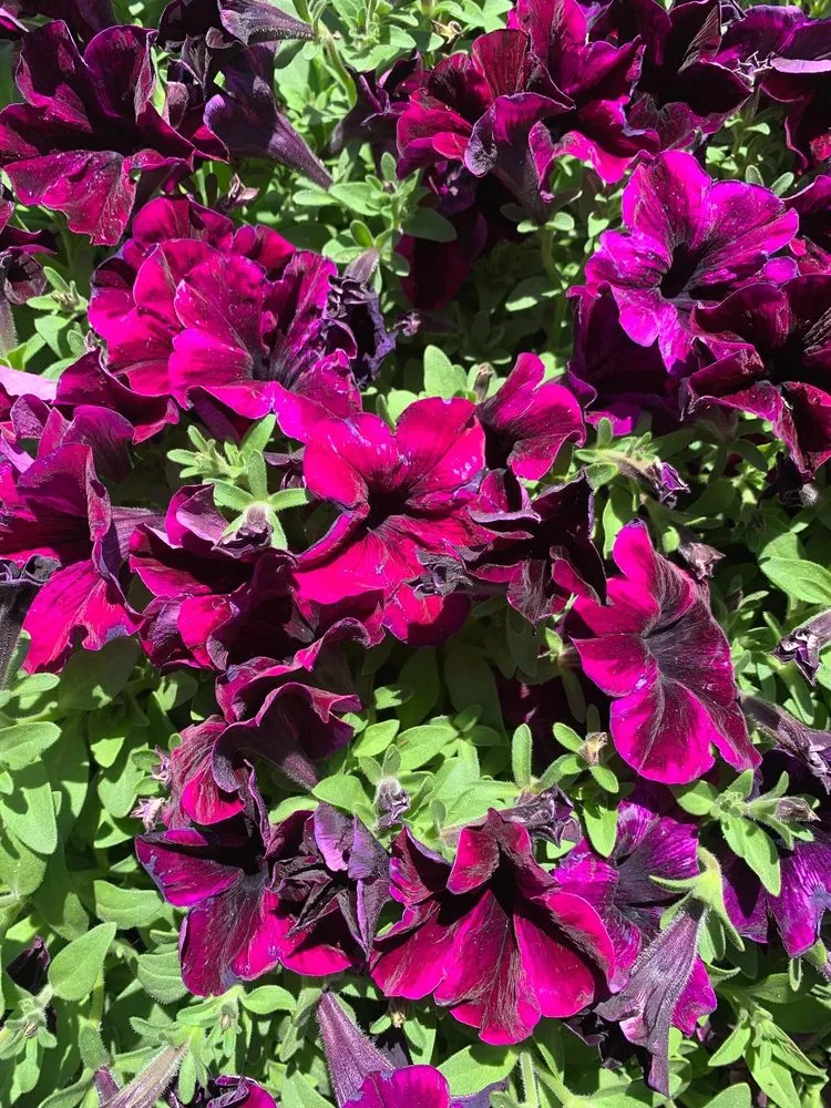 Expert outdoor landscaping in South Lake Tahoe, CA - Tahoe Outdoor Living