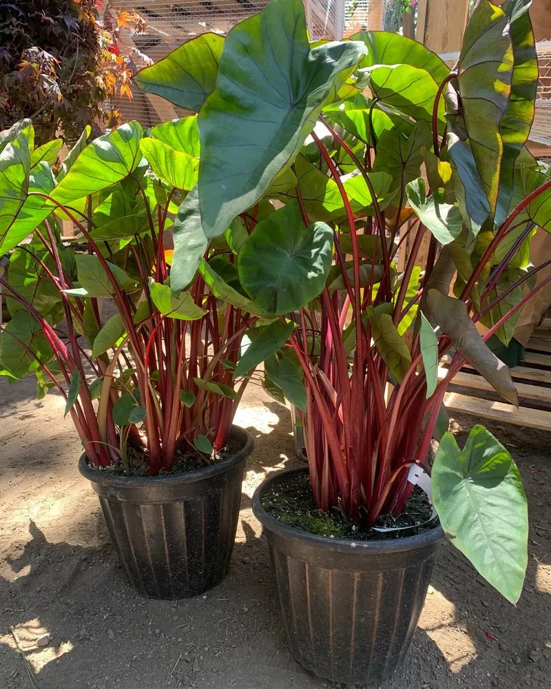 Custom landscape design for residential properties in South Lake Tahoe, CA by Tahoe Outdoor Living