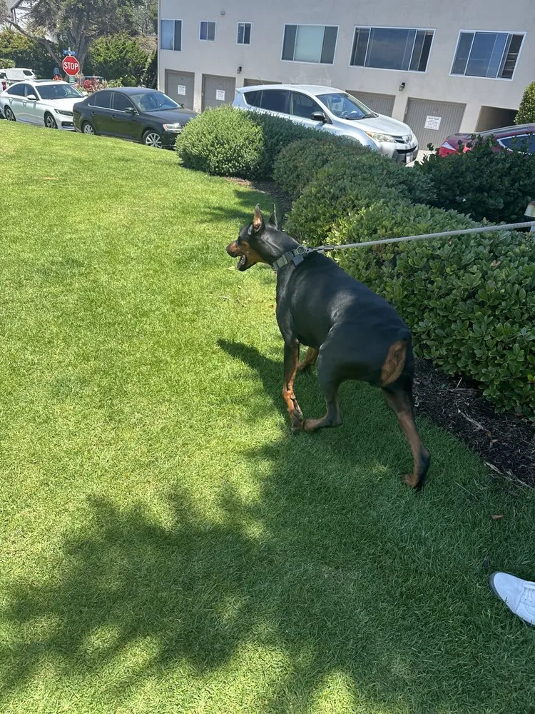 Top-rated landscape installation experts serving Reno, NV - Tail Wagging Poop Patrol