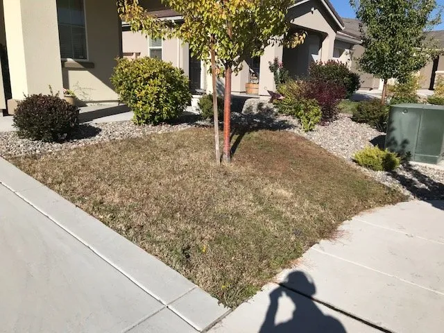 Top-rated yard maintenance in Sparks, NV - Tailored Lawn Care