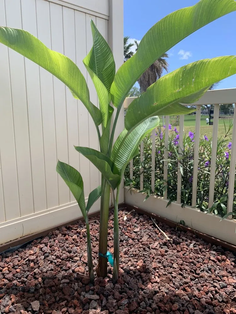 Top-rated lawn care service in Kunia, HI by Takenaka Landscaping Company