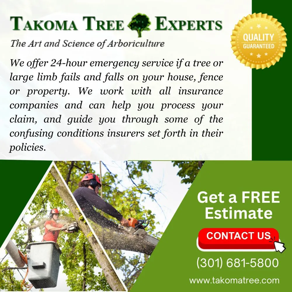 Professional lawn care service for outdoor upgrades in Hyattsville, MD by Takoma Tree Experts