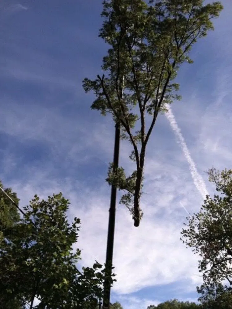 Expert outdoor landscaping near you across Hyattsville, MD - Takoma Tree Experts