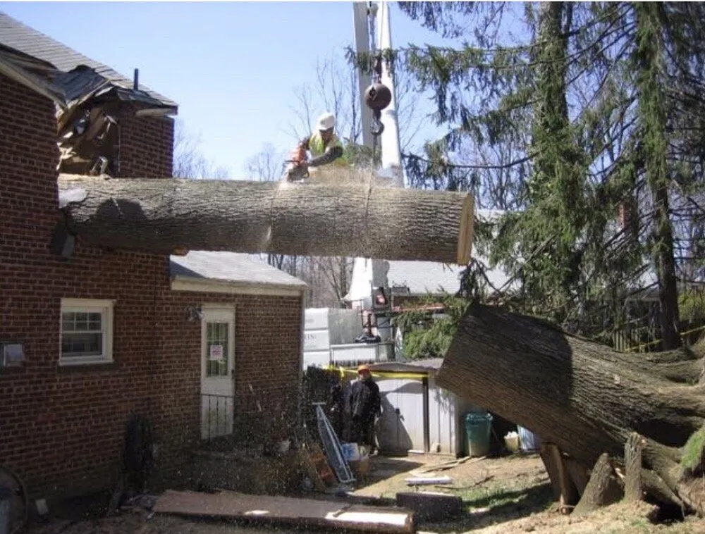 Custom landscape design in Hyattsville, MD - Takoma Tree Experts