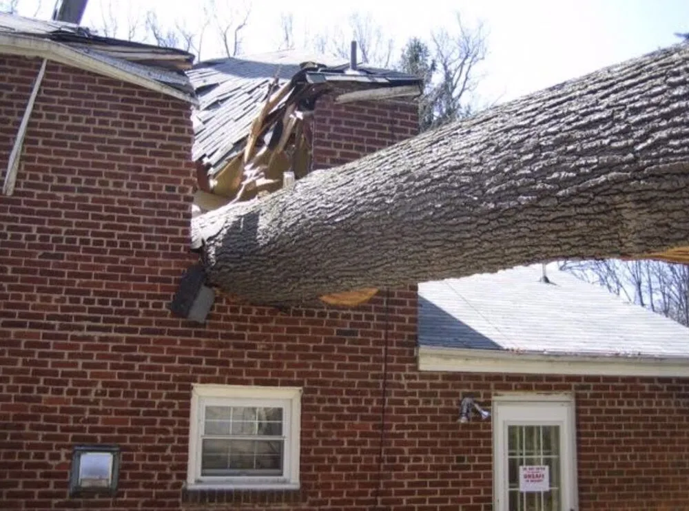 Trusted outdoor landscaping in Hyattsville, MD - Takoma Tree Experts