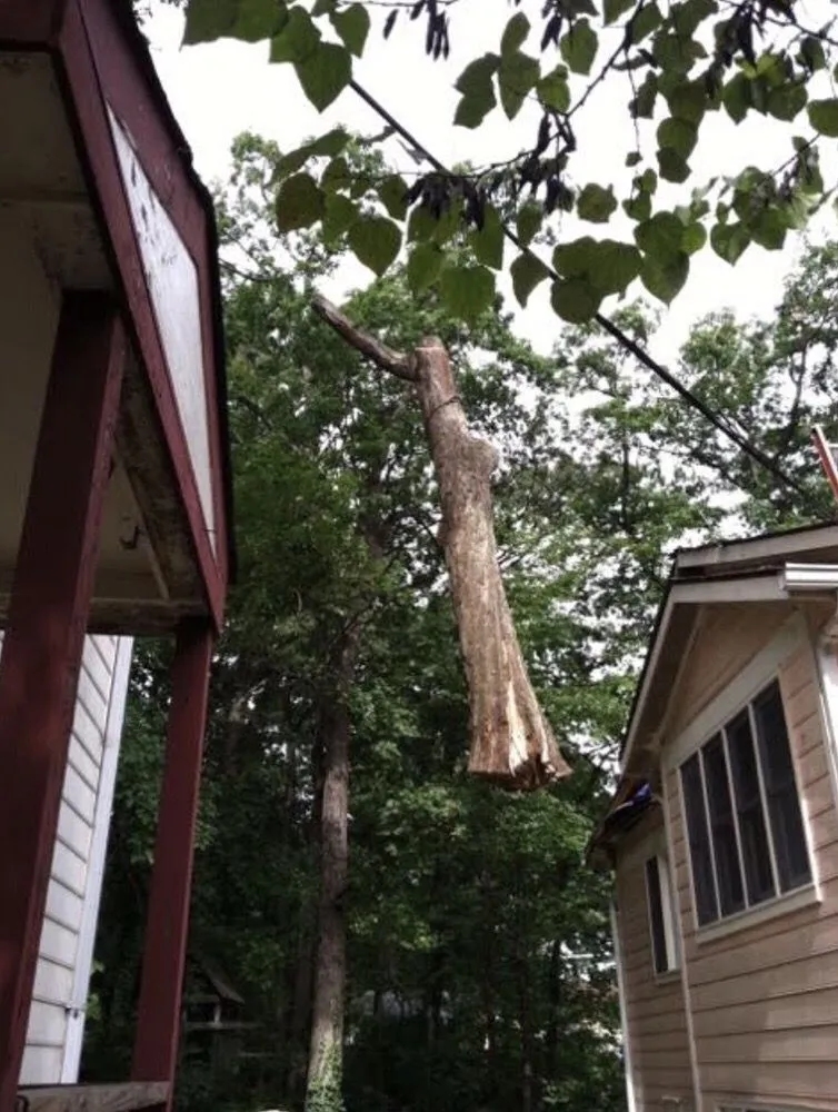 Reliable yard cleanup service in Hyattsville, MD by Takoma Tree Experts