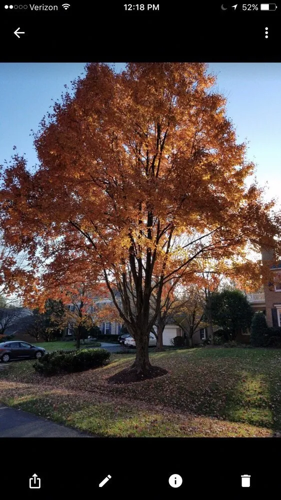 Custom landscaping services for beautiful yards in Hyattsville, MD by Takoma Tree Experts