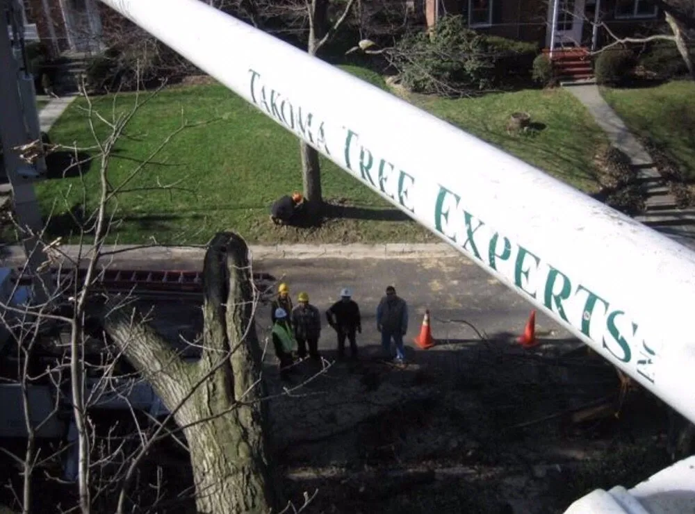 Trusted yard cleanup service experts serving Hyattsville, MD - Takoma Tree Experts