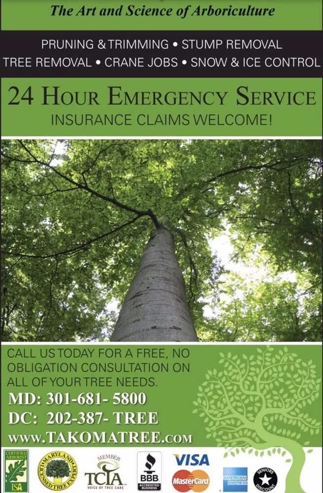 Local yard cleanup service in Hyattsville, MD by Takoma Tree Experts