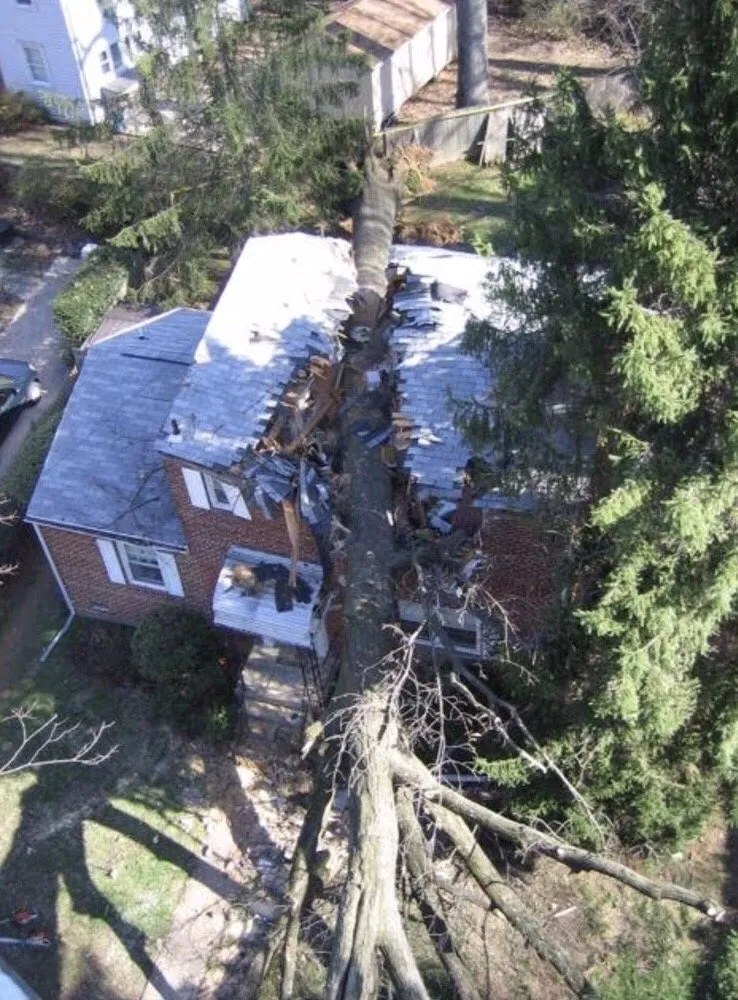 Custom lawn care service for year-round maintenance in Hyattsville, MD by Takoma Tree Experts