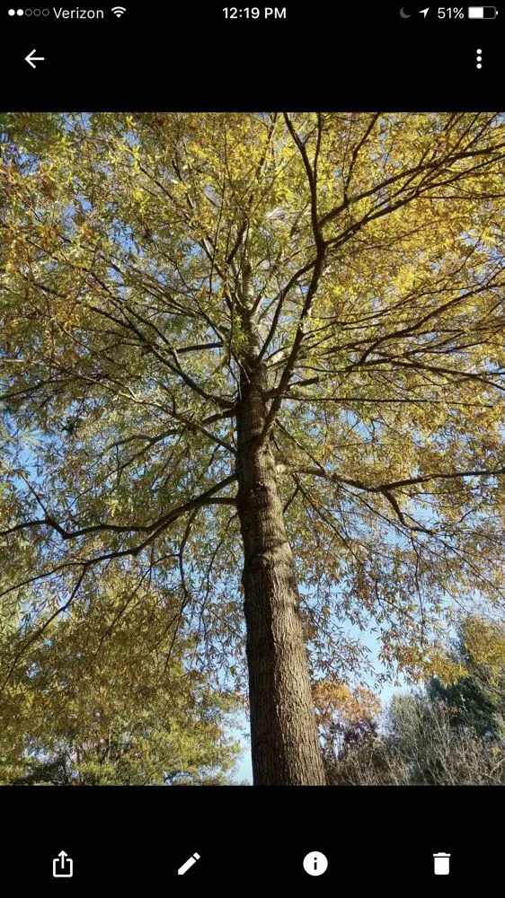 Top-rated yard cleanup service for homes in Hyattsville, MD by Takoma Tree Experts