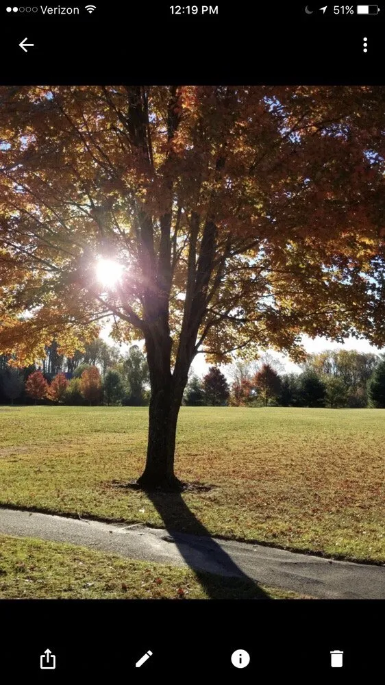 Custom yard cleanup service experts serving Hyattsville, MD - Takoma Tree Experts