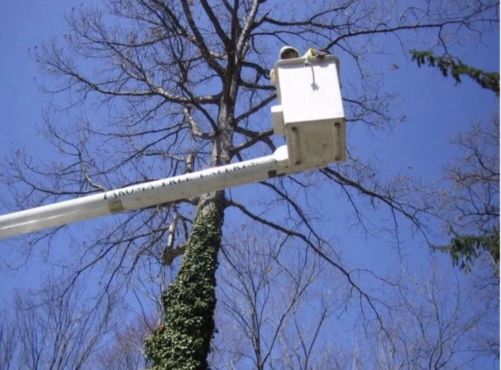 Expert landscape design in Hyattsville, MD by Takoma Tree Experts