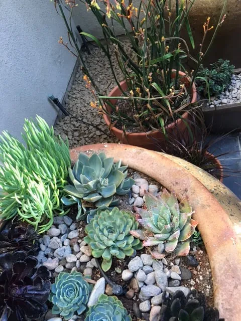 Custom garden landscaping for homes across San Clemente, CA - Talega Lawn Care