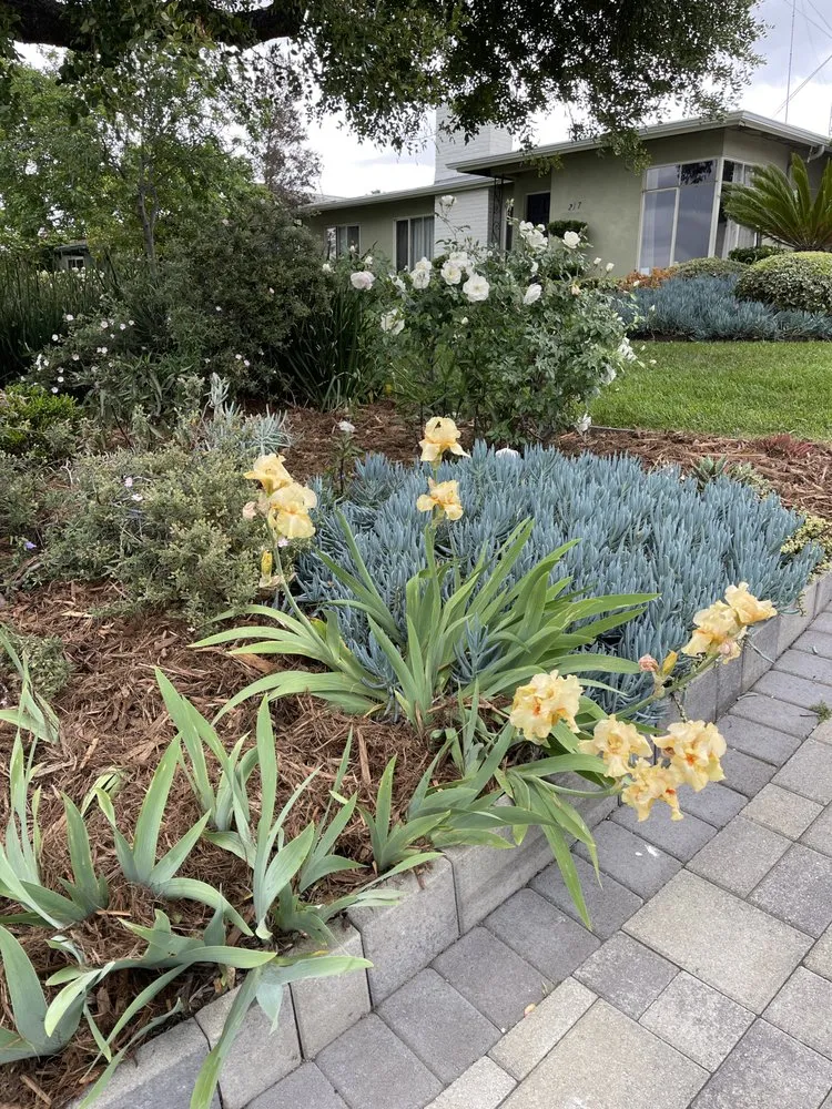 Affordable lawn mowing service in Temple City, CA by Talgarden