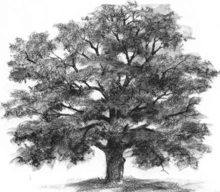 Affordable landscape installation experts serving Highland, NY - Tall Oak Landscaping