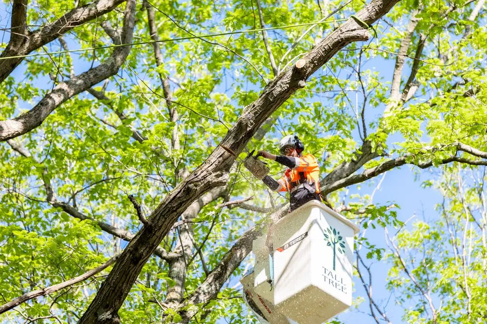 Top-rated lawn care service in Belchertown, MA - Tall Tree Landscape