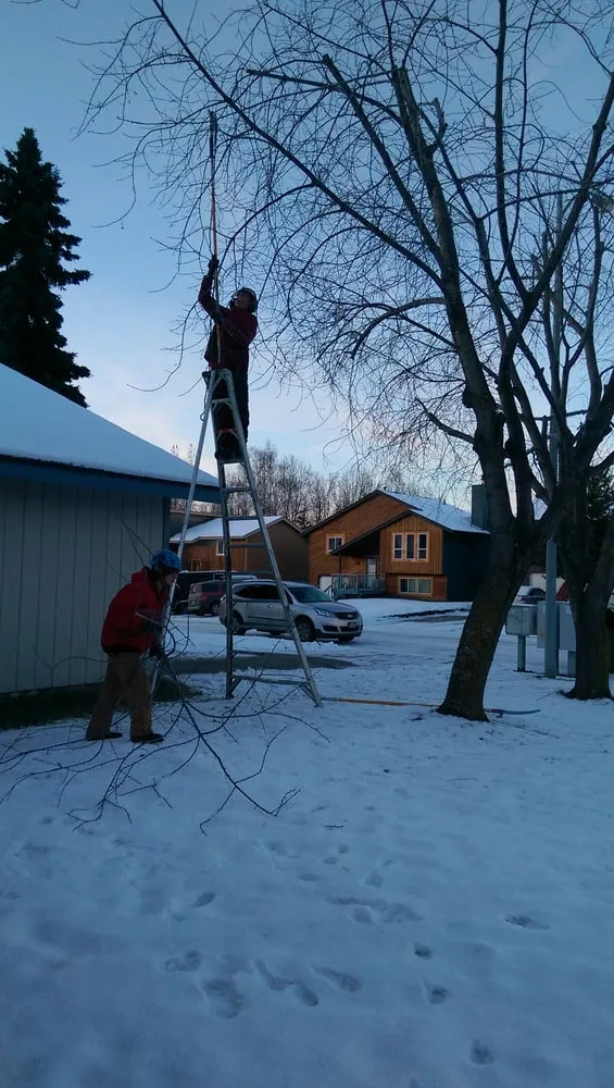 Custom landscape installation for beautiful yards across Anchorage, AK - Tall Trees