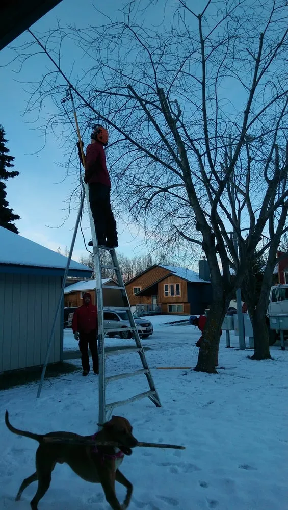 Top-rated landscape installation for year-round maintenance across Anchorage, AK - Tall Trees