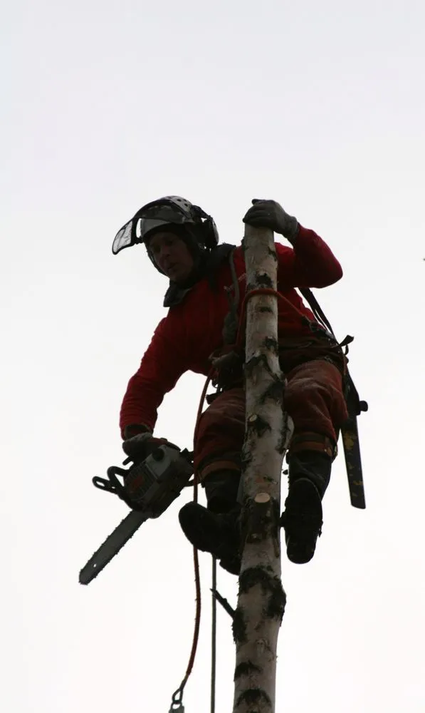 Local landscaping services in Anchorage, AK - Tall Trees