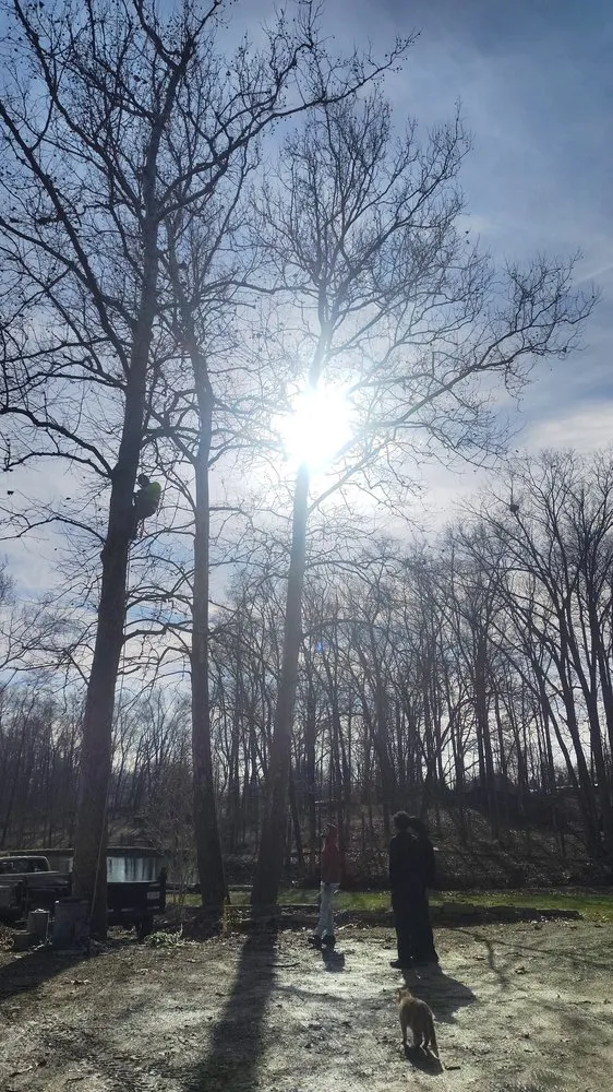 Professional landscape installation experts serving Saint Paris, OH - Tall Wood Tree Experts