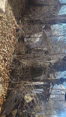 Tall Wood Tree Experts