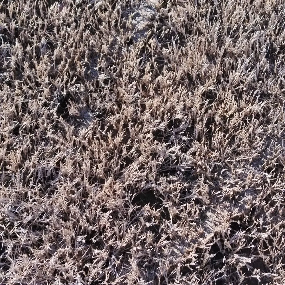 Top-rated lawn care service in Dawsonville, GA by Tallant Outdoors