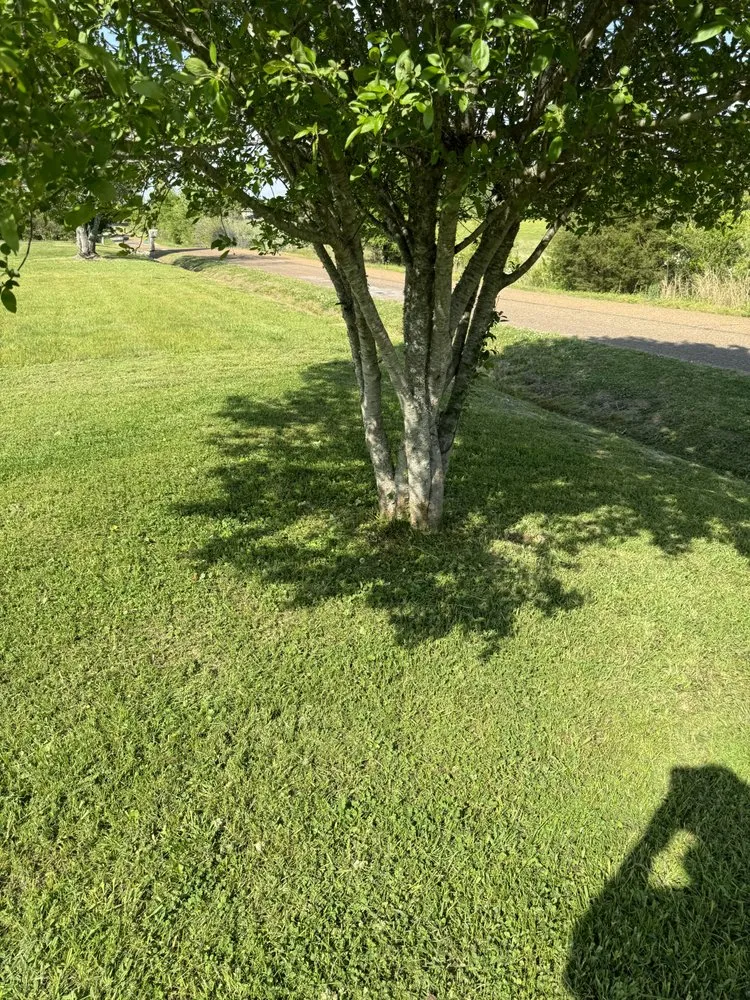 Affordable landscaping services experts serving Bolivar, TN - Talley Lawn Care