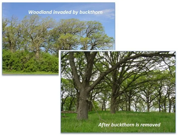 Affordable landscape installation for homes across Schaumburg, IL - Tallgrass Restoration