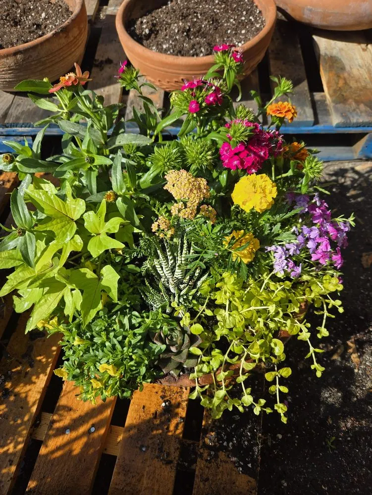 Top-rated yard cleanup service in Perris, CA by Tallulah's Landscape & Gardening