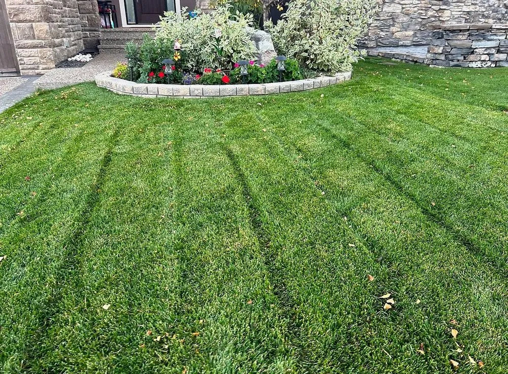 Professional yard cleanup service experts serving Jacksonville, FL - Tallyrand Lawn Care