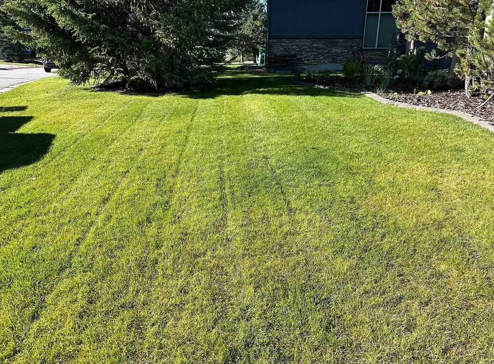 Expert yard cleanup service in Jacksonville, FL by Tallyrand Lawn Care