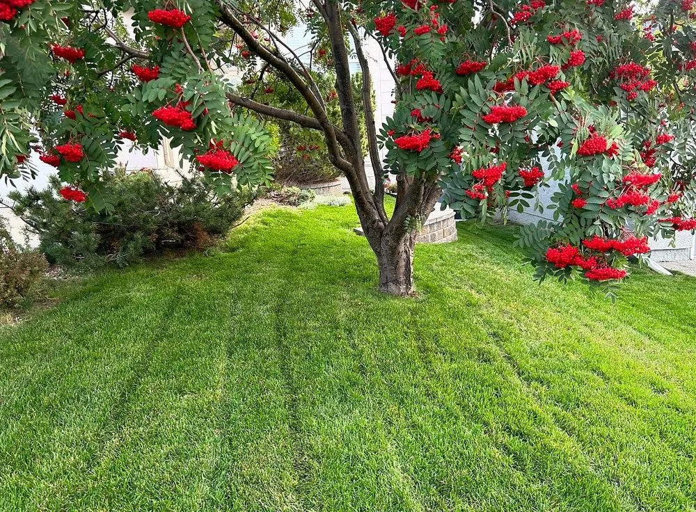 Expert residential landscaping in Jacksonville, FL - Tallyrand Lawn Care