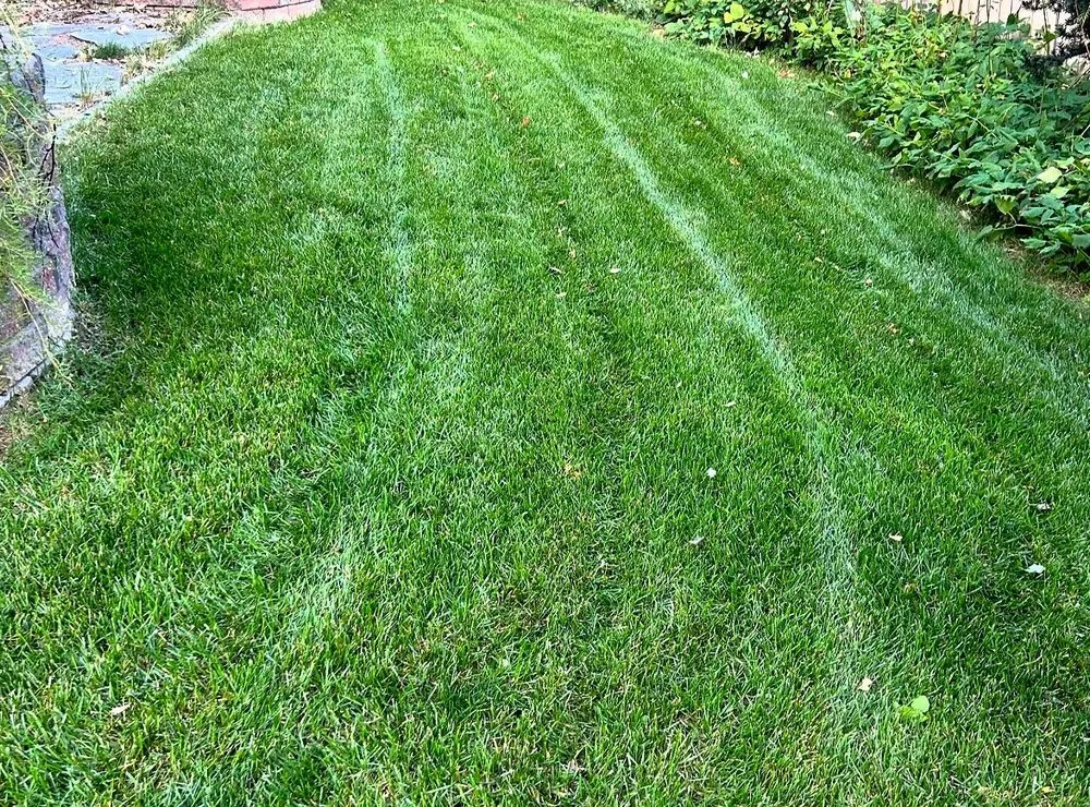 Professional landscape design in Jacksonville, FL by Tallyrand Lawn Care