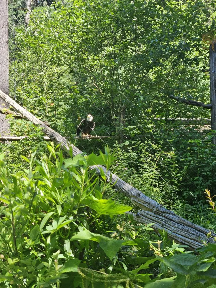 Local lawn care service for outdoor upgrades in Bonney Lake, WA by TalofaGreen Landscaping